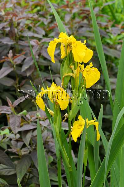 496387 - Sumpfschwertlilie (Iris pseudacorus)