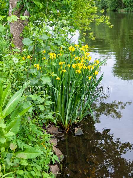523250 - Sumpfschwertlilie (Iris pseudacorus)