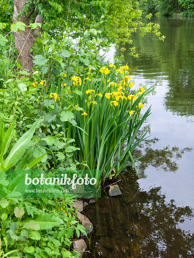 523250 - Sumpfschwertlilie (Iris pseudacorus)