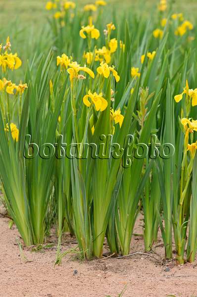 533385 - Sumpfschwertlilie (Iris pseudacorus)
