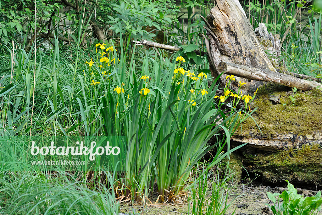 545004 - Sumpfschwertlilie (Iris pseudacorus)