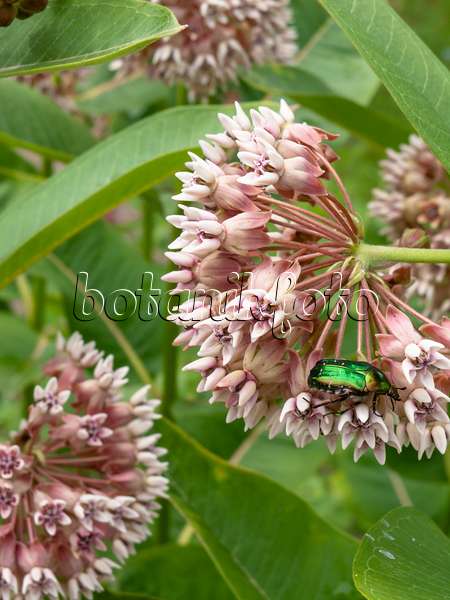 427014 - Sumpfseidenpflanze (Asclepias incarnata) mit grünem Käfer