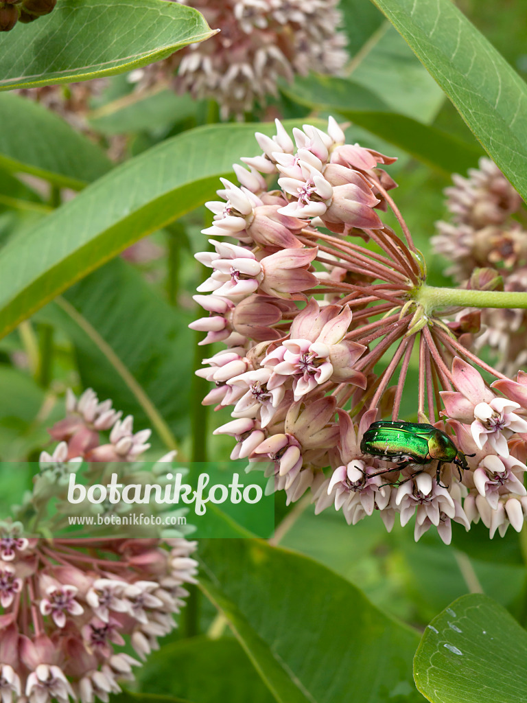 427014 - Sumpfseidenpflanze (Asclepias incarnata) mit grünem Käfer