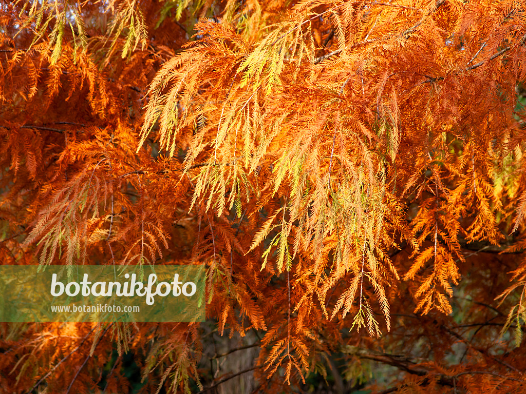 465295 - Sumpfzypresse (Taxodium distichum)