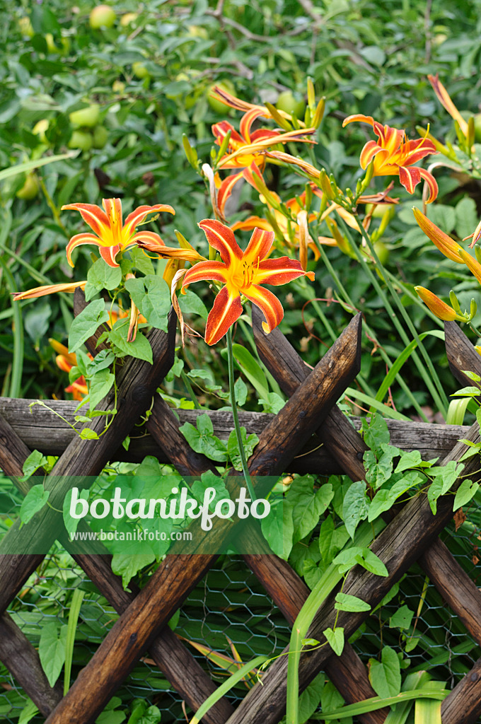 474317 - Taglilie (Hemerocallis)