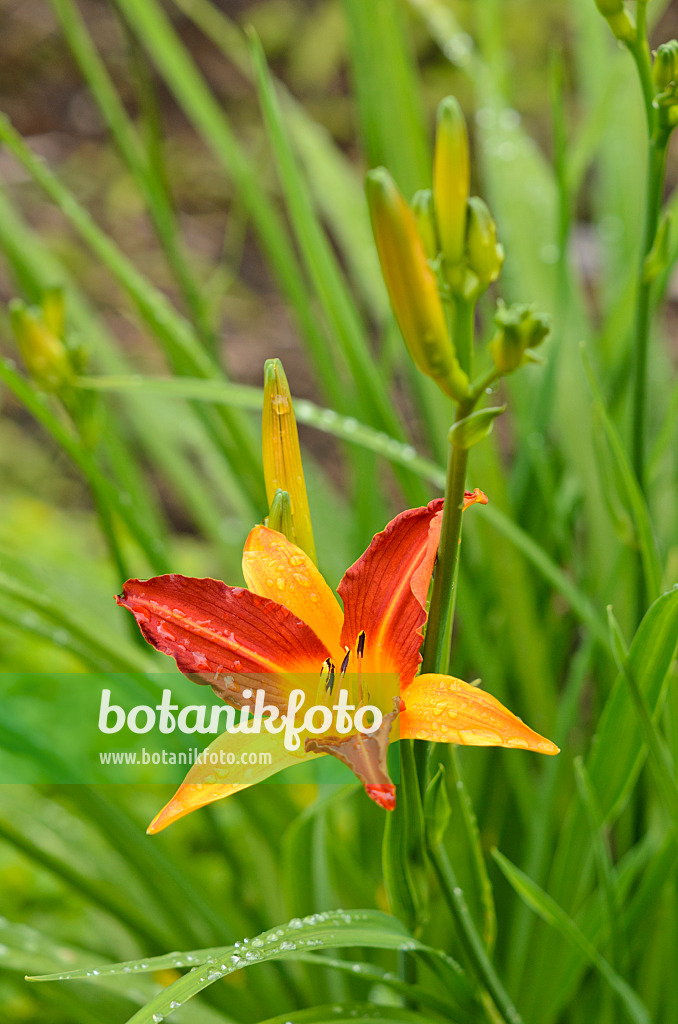 521459 - Taglilie (Hemerocallis Caballero)