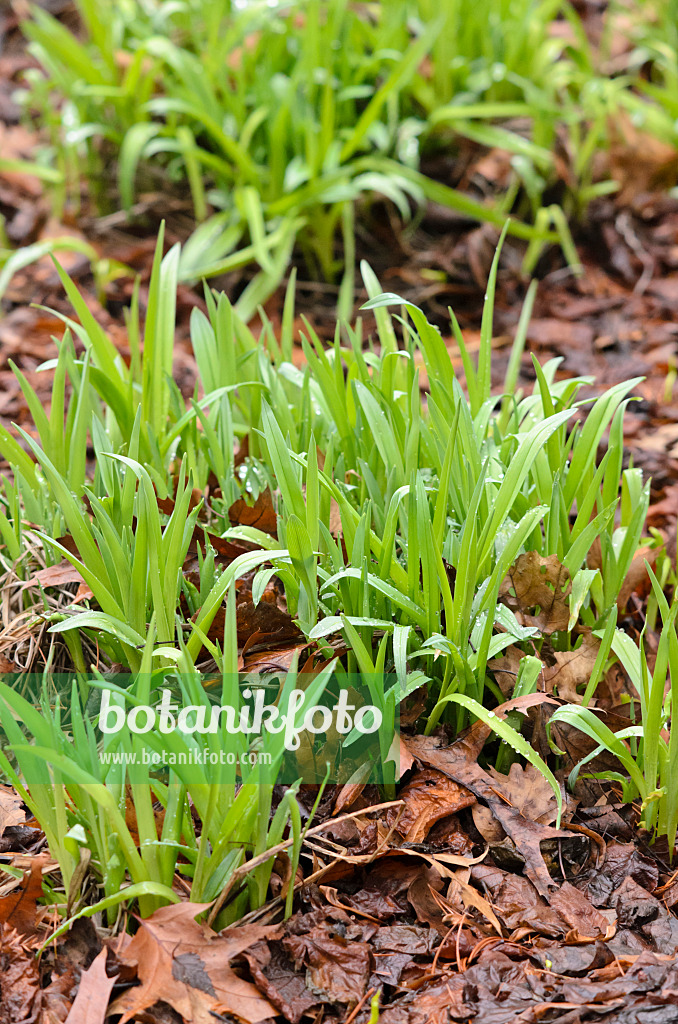 553014 - Taglilie (Hemerocallis Crimson Pirate)