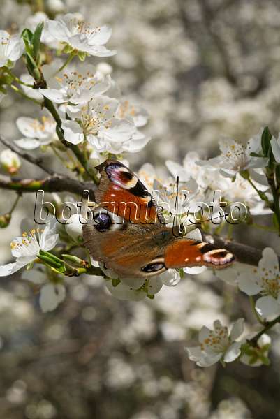 608031 - Tagpfauenauge (Inachis io) und Mirabelle (Prunus domestica subsp. syriaca)
