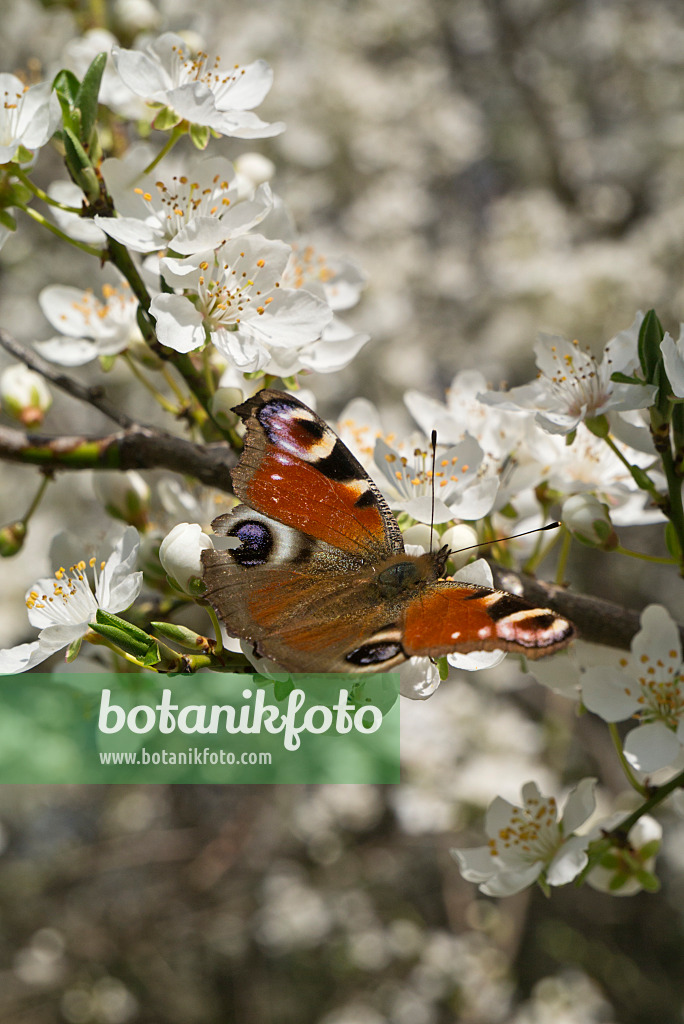 608031 - Tagpfauenauge (Inachis io) und Mirabelle (Prunus domestica subsp. syriaca)