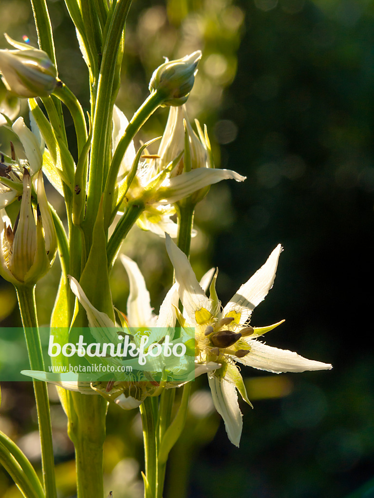 428226 - Tarant (Swertia speciosa) im Sonnenlicht vor schwarzem Hintergrund