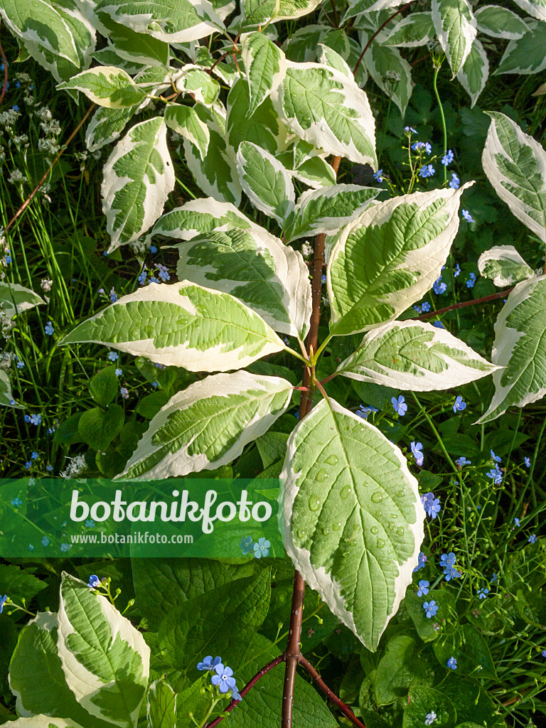 401249 - Tatarischer Hartriegel (Cornus alba 'Argenteomarginata')