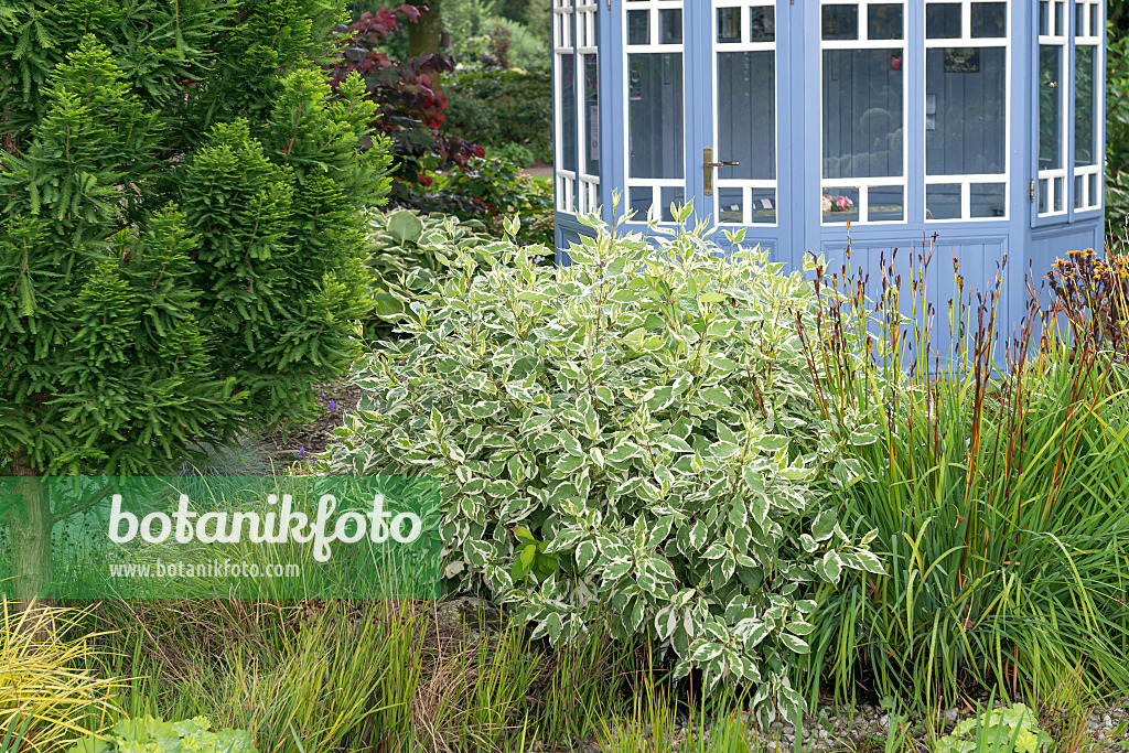 625161 - Tatarischer Hartriegel (Cornus alba 'Ivory Halo')