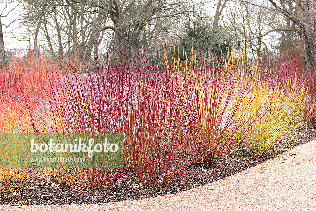 638058 - Tatarischer Hartriegel (Cornus alba 'Sibirica Ruby'), Blutroter Hartriegel (Cornus sanguinea 'Winter Beauty') und Seidiger Hartriegel (Cornus sericea 'Budd's Yellow' syn. Cornus stolonifera 'Budd's Yellow')