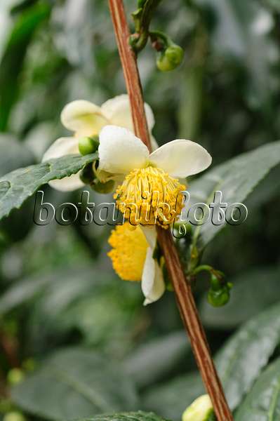477011 - Teestrauch (Camellia sinensis)