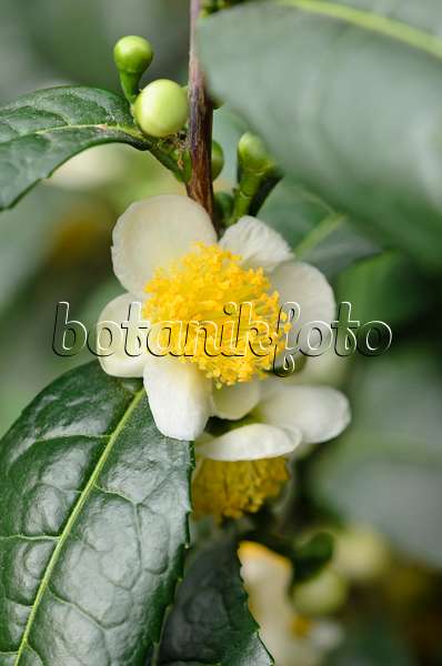 537019 - Teestrauch (Camellia sinensis)