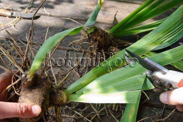 475289 - Teilen einer Schwertlilie (6): Einkürzen der Blätter
