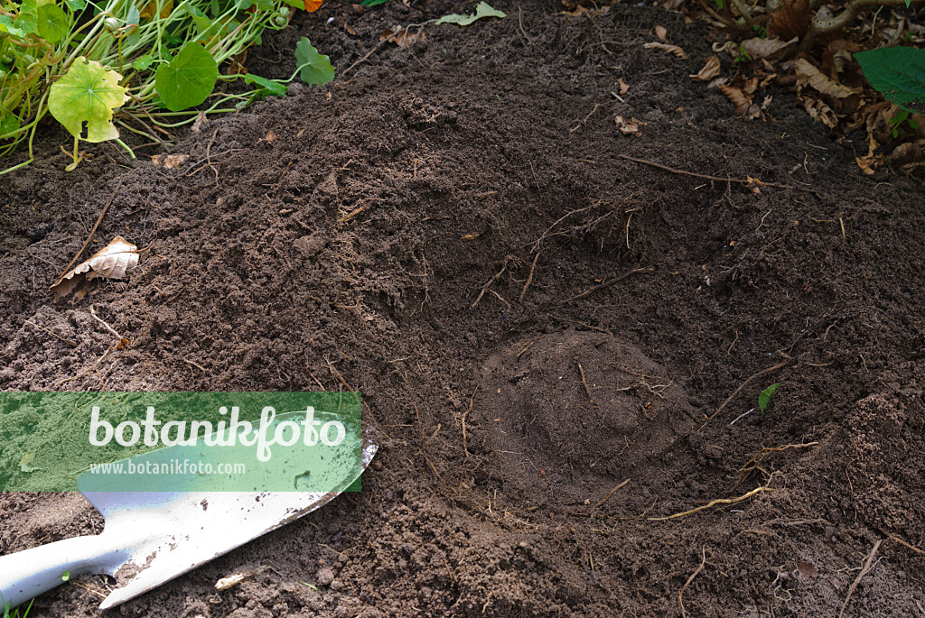 475291 - Teilen einer Schwertlilie (8): Vorbereitetes Pflanzloch mit Erhöhung für das Rhizom