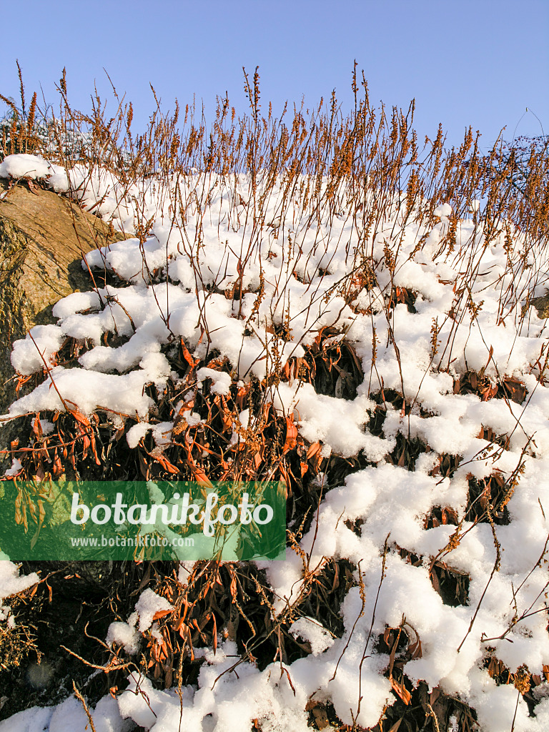 421009 - Teppichknöterich (Bistorta affinis syn. Polygonum affine)