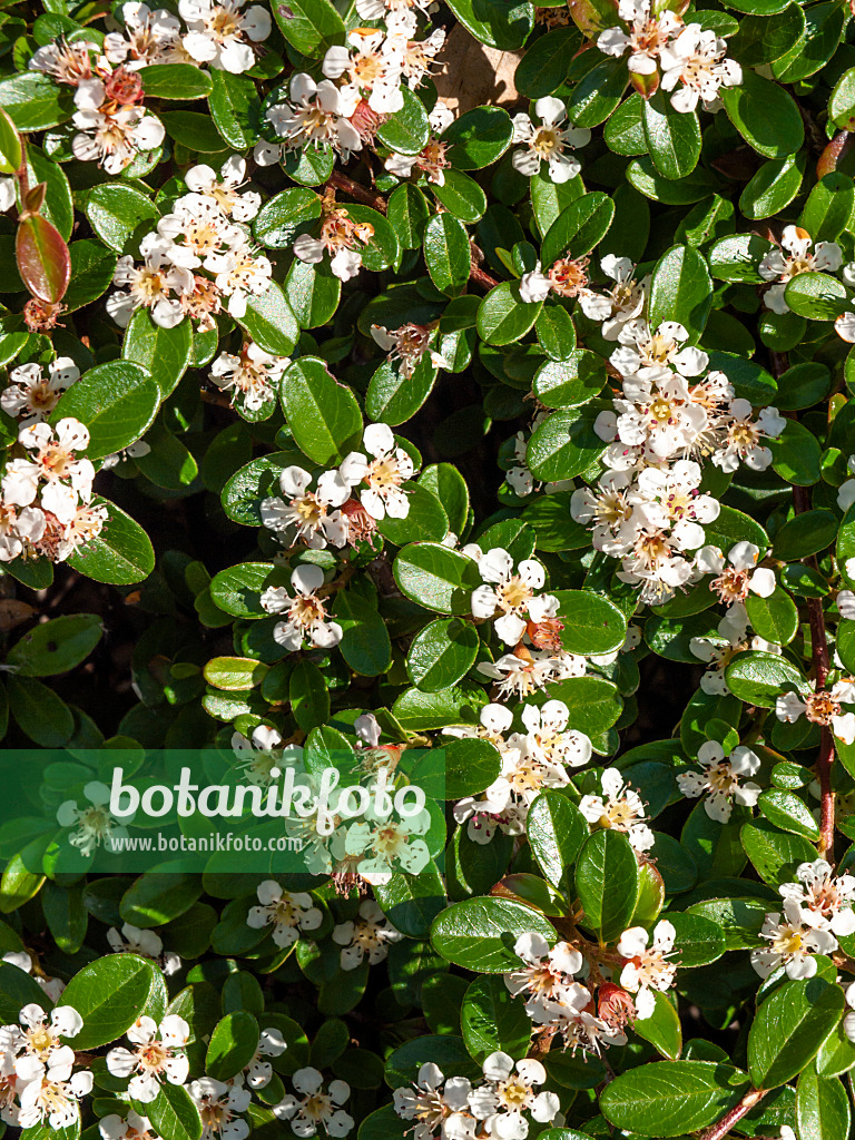 438150 - Teppichzwergmispel (Cotoneaster dammeri 'Skogsholmen')