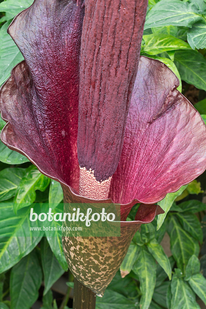 554075 - Teufelszunge (Amorphophallus konjac)