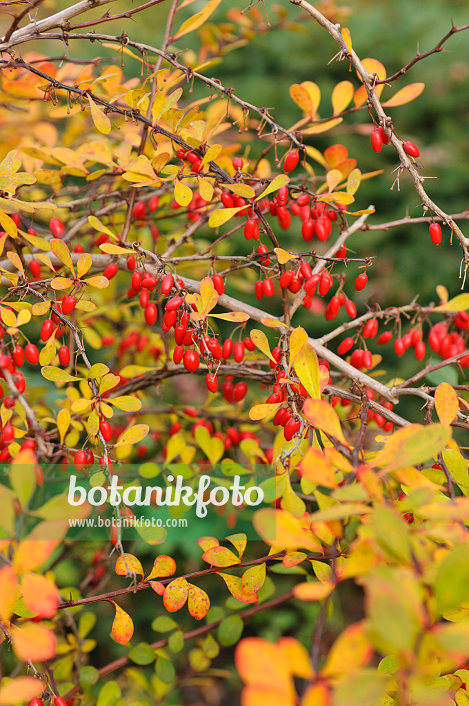 489115 - Thunbergs Berberitze (Berberis thunbergii)