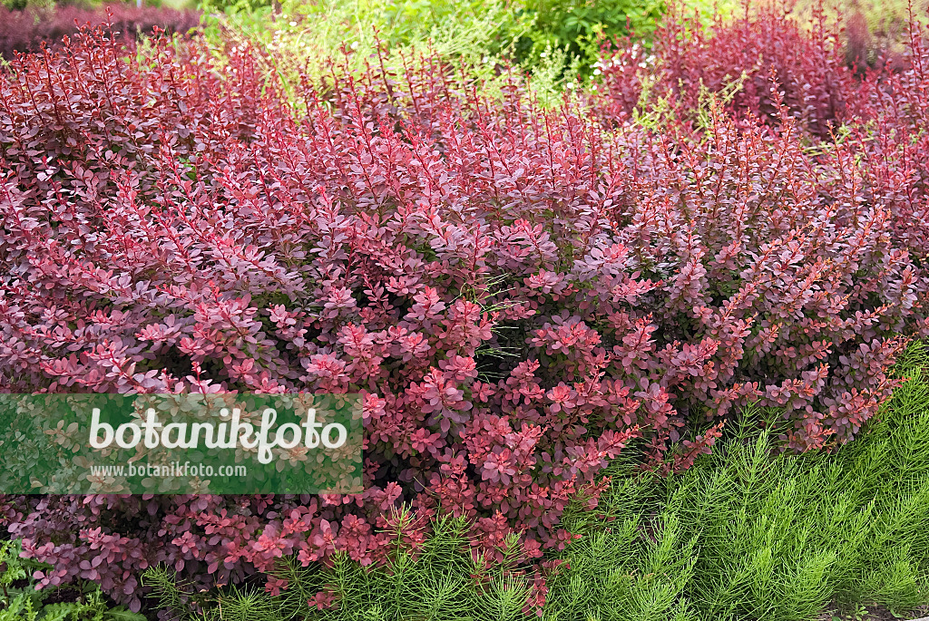 490035 - Thunbergs Berberitze (Berberis thunbergii 'Atropurpurea')