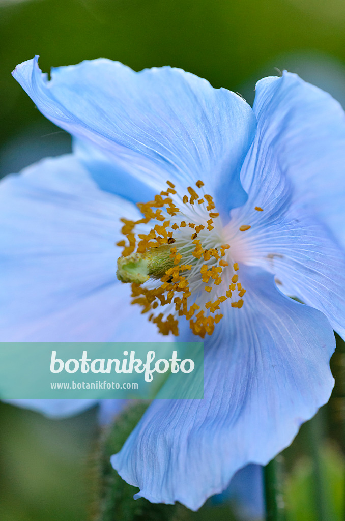 521056 - Tibet-Scheinmohn (Meconopsis betonicifolia)