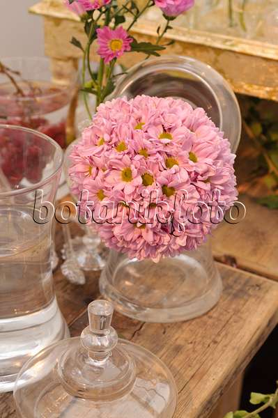 476236 - Tischdekoration mit Chrysanthemen (Chrysanthemum)