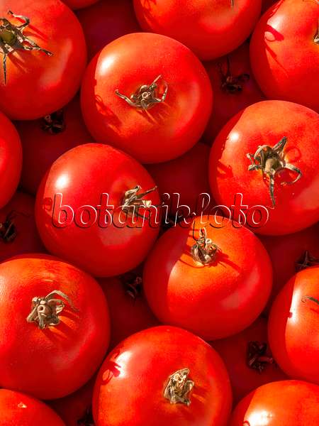 404052 - Tomate (Lycopersicon esculentum)