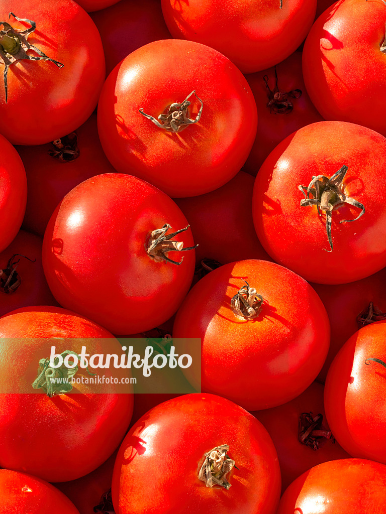 404052 - Tomate (Lycopersicon esculentum)