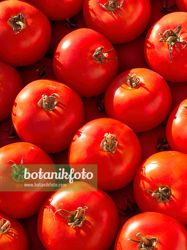 404053 - Tomate (Lycopersicon esculentum)