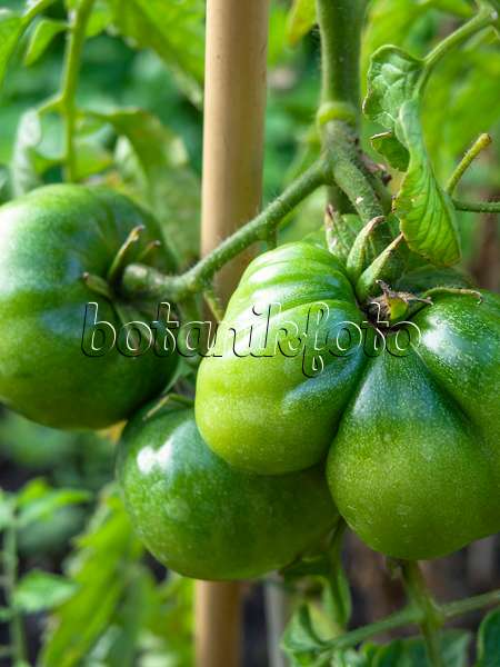 428350 - Tomate (Lycopersicon esculentum)