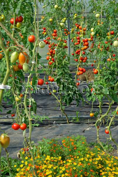 457037 - Tomate (Lycopersicon esculentum)