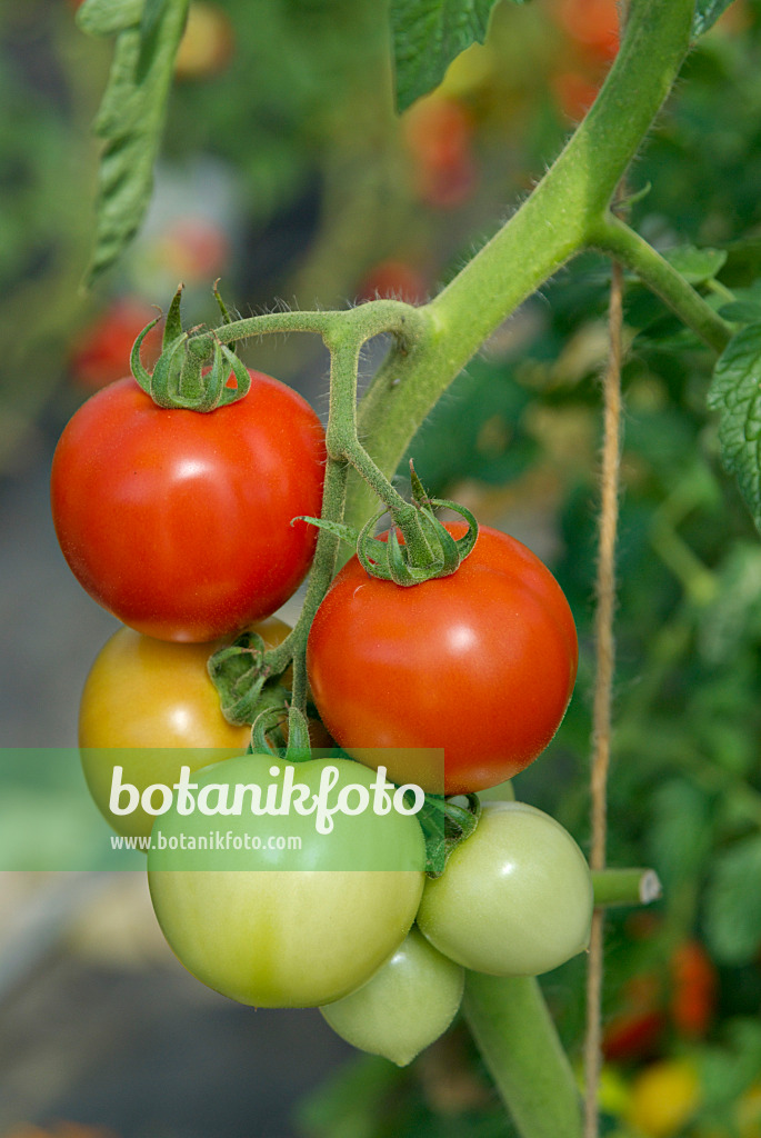 457045 - Tomate (Lycopersicon esculentum)