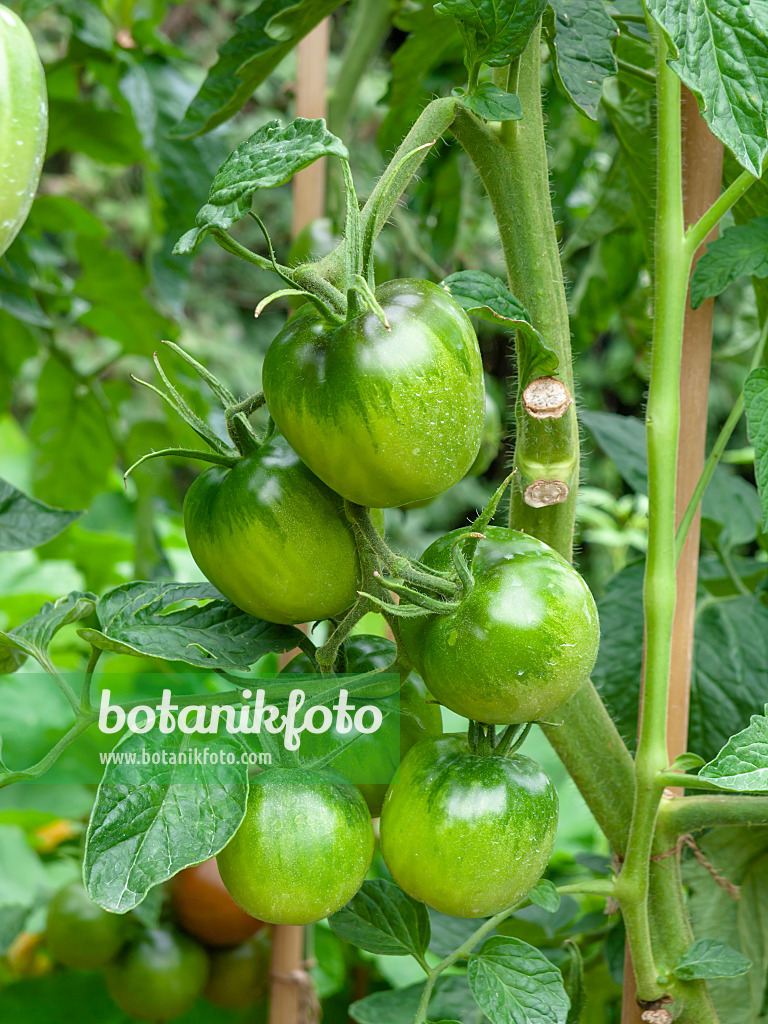 463035 - Tomate (Lycopersicon esculentum 'Black Plum')