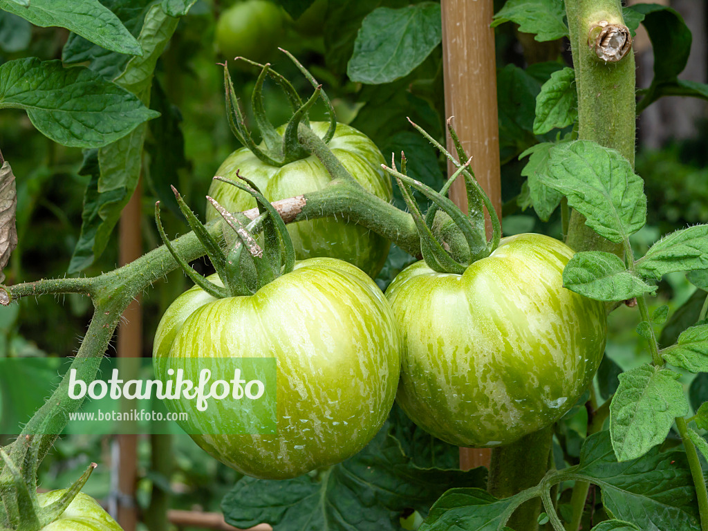 463033 - Tomate (Lycopersicon esculentum 'Green Zebra')