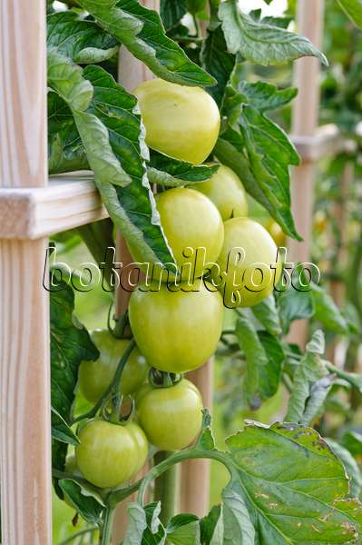 474234 - Tomate (Lycopersicon esculentum 'Rougella')