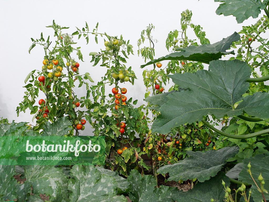 475259 - Tomate (Lycopersicon esculentum) und Zucchini (Cucurbita pepo convar. giromontiina) vor einer Hauswand