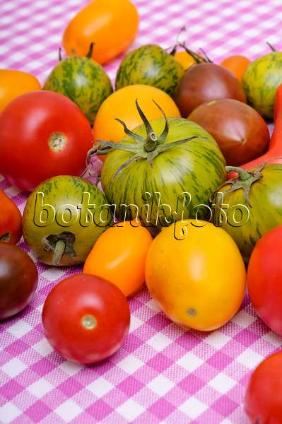 476071 - Tomaten (Lycopersicon esculentum)