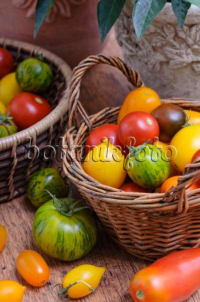 476072 - Tomaten (Lycopersicon esculentum)