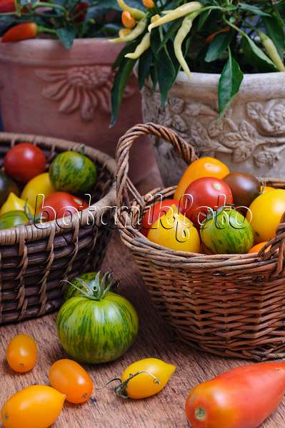 476073 - Tomaten (Lycopersicon esculentum)