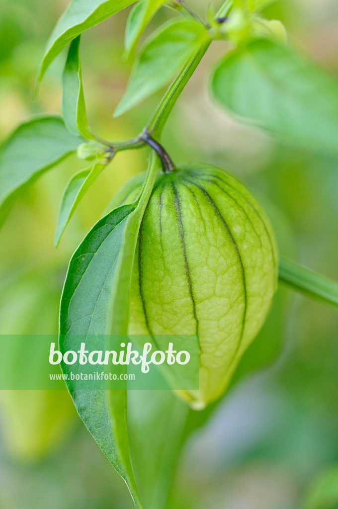 476060 - Tomatillo (Physalis ixocarpa)