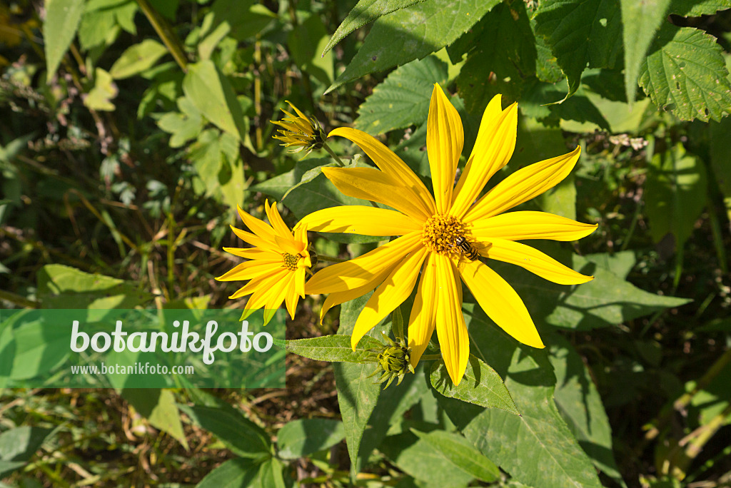 573096 - Topinambur (Helianthus tuberosus)