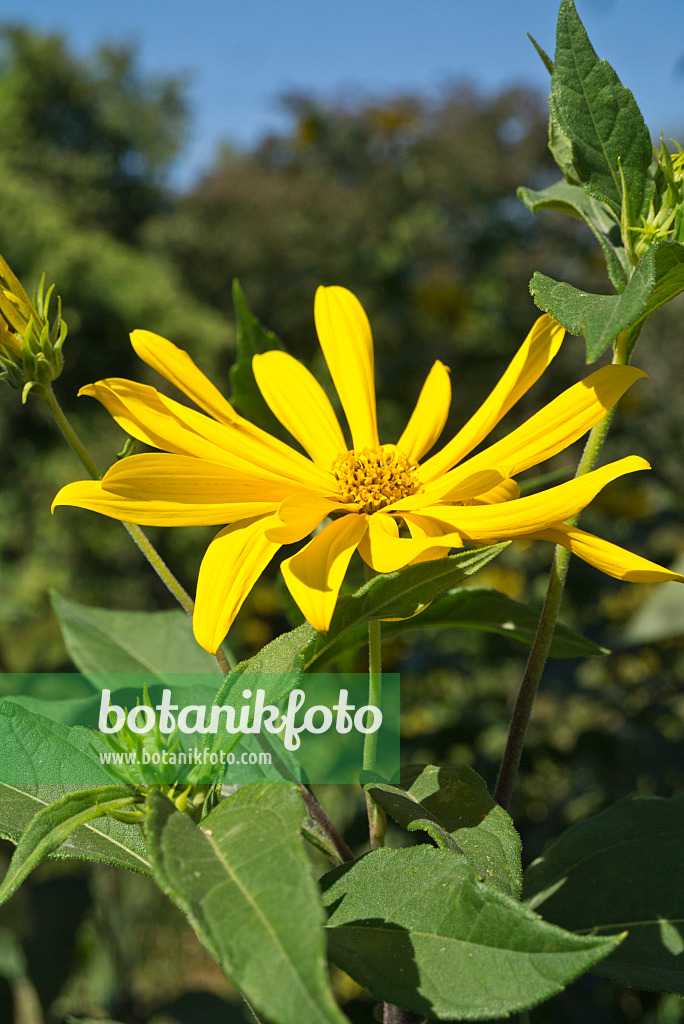 595025 - Topinambur (Helianthus tuberosus)