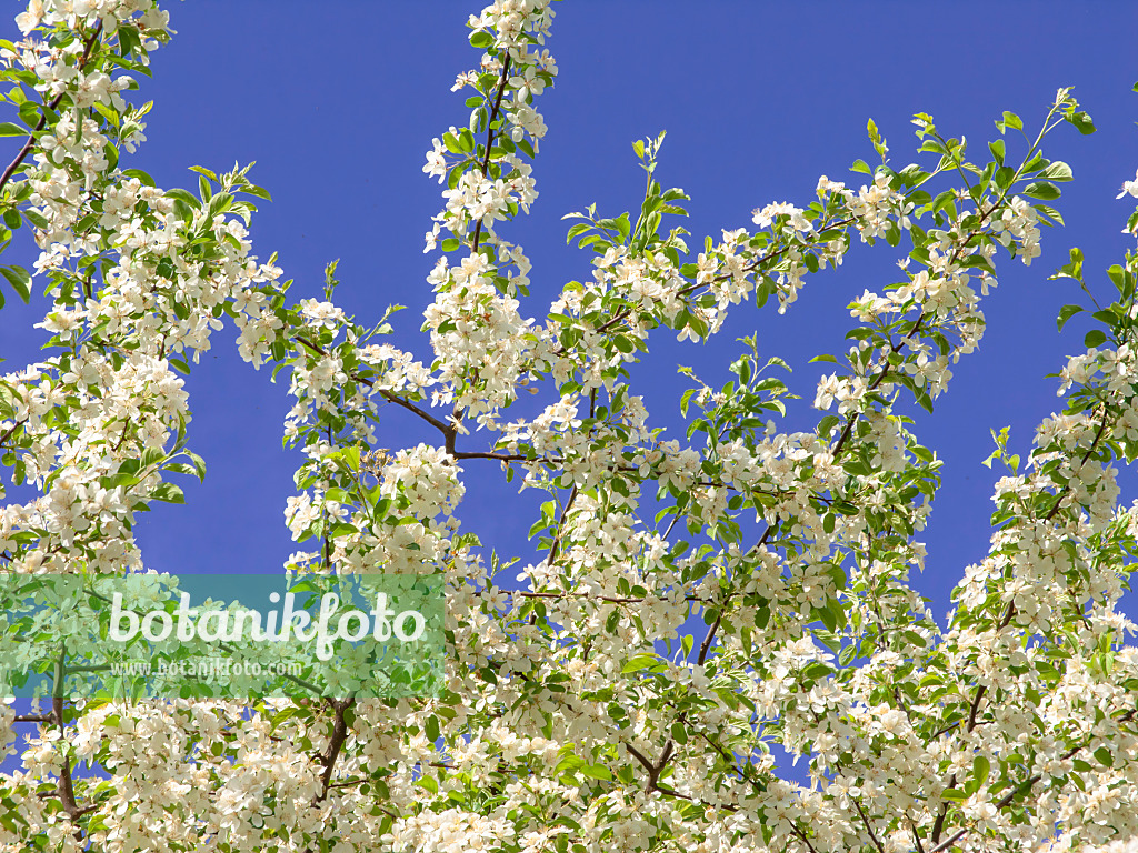 437355 - Toringo-Apfel (Malus toringo)