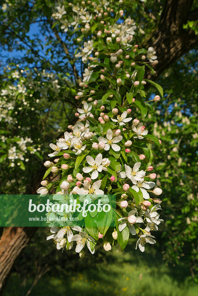 556108 - Toringo-Apfel (Malus toringo)