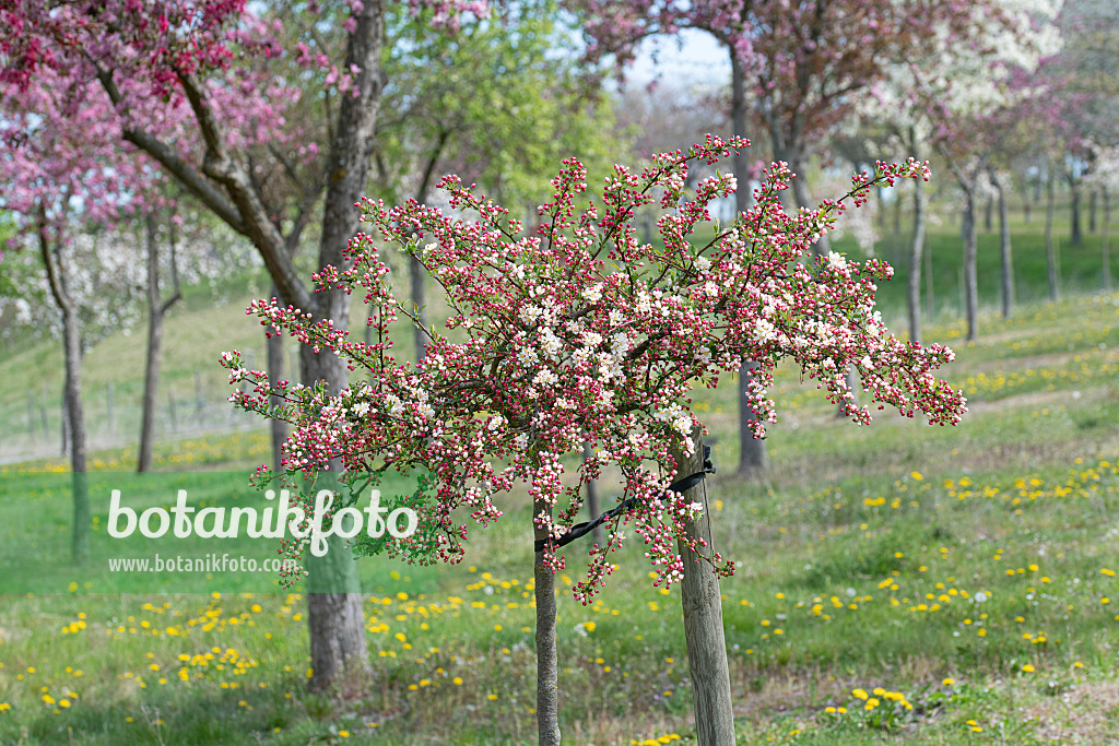 607161 - Toringo-Apfel (Malus toringo 'Tina')