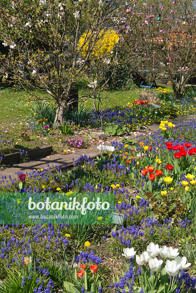 543025 - Traubenhyazinthen (Muscari), Tulpen (Tulipa) und Löwenzahn (Taraxacum)