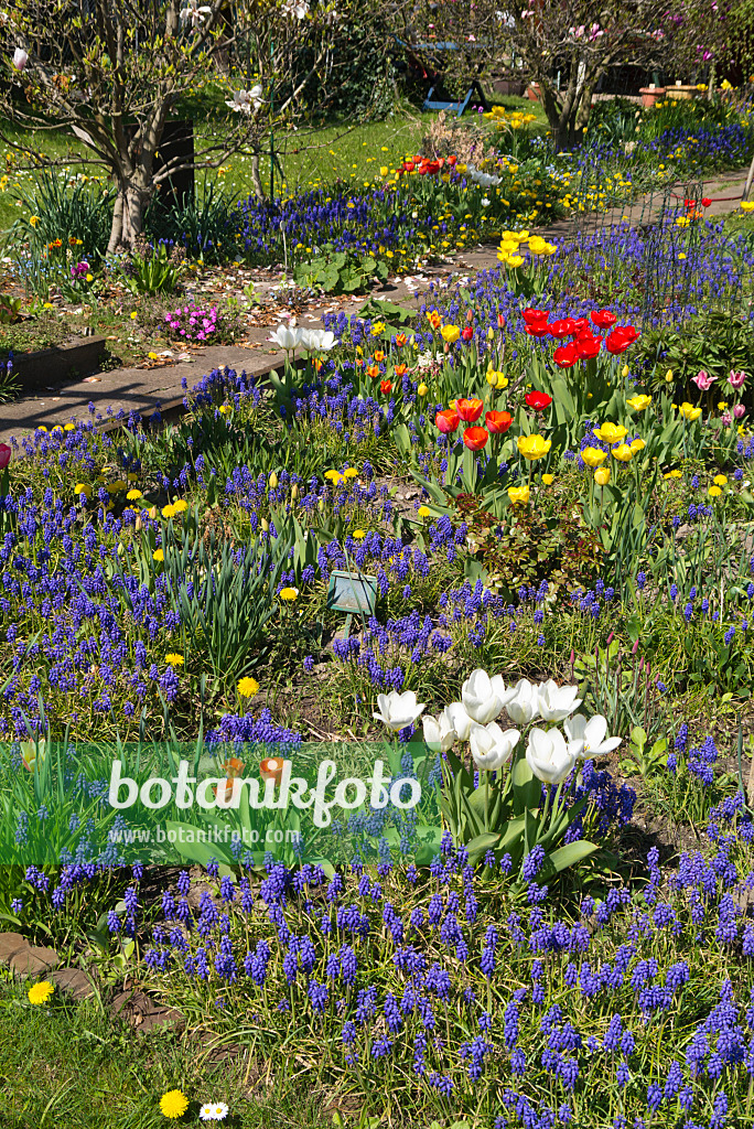 543026 - Traubenhyazinthen (Muscari), Tulpen (Tulipa) und Löwenzahn (Taraxacum)