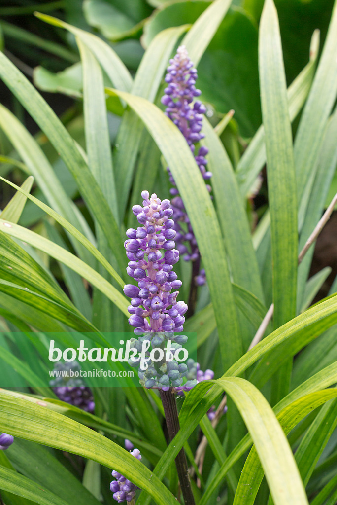 573062 - Traubenlilie (Liriope muscari)